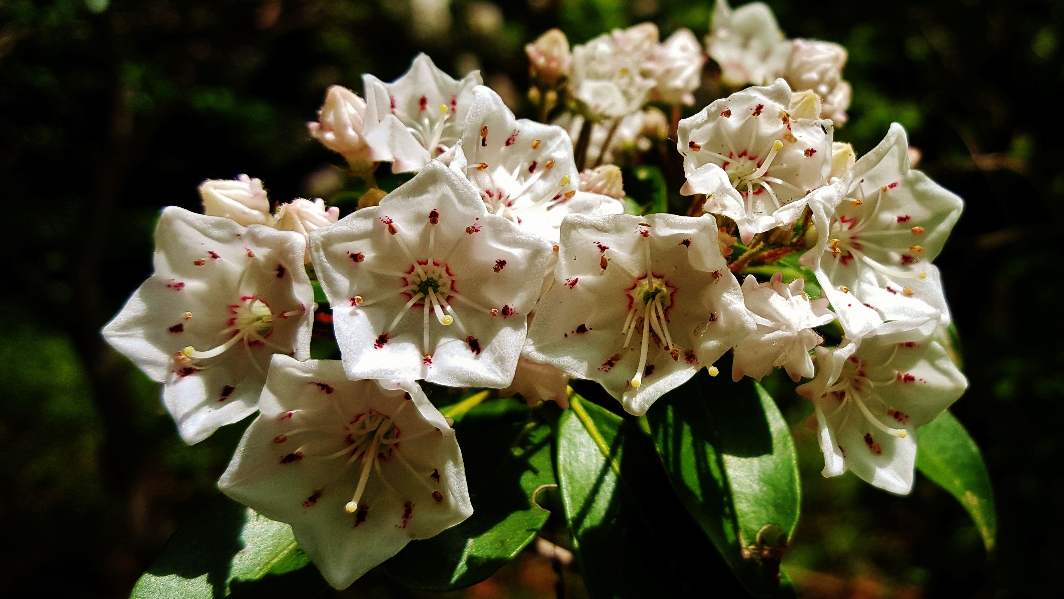 Mountain Laurel.jpg | FWS.gov
